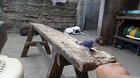 Training a bird