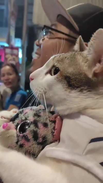 Cat enjoying the fireworks. ?