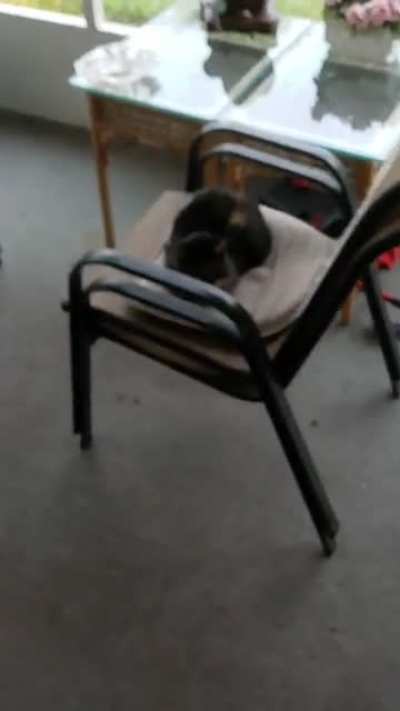 My Baby Kitty, who is the definition of "Cats Who Yell"