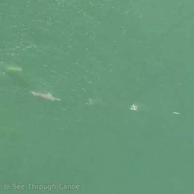 ? Really fast food. A Needlefish evading a Dolphin