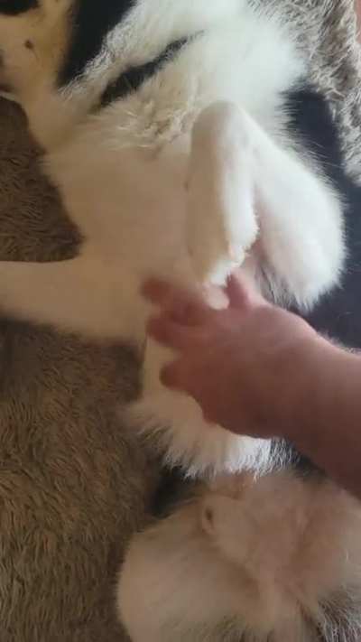 My dog asking for pets