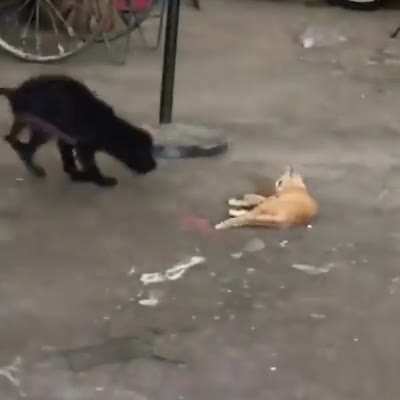This is some Tom and Jerry vibe