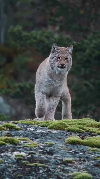 ? Ghost of the Northern Forests: The Eurasian Lynx