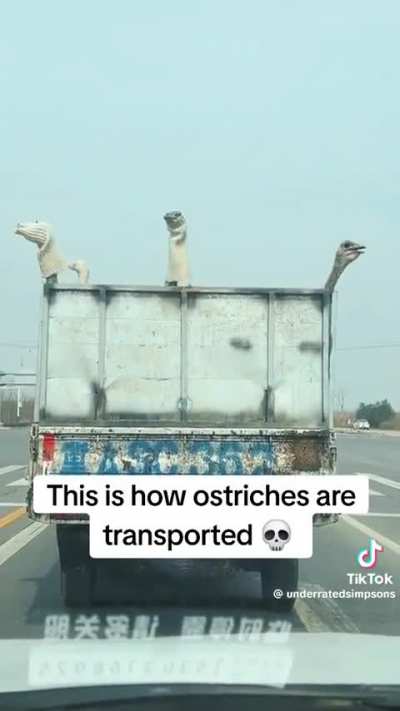 This can't be how they're all transported is it? ?