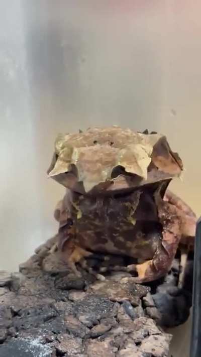 ?Malayan Leaf Frog