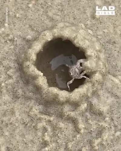 ? Crab building a shelter with incredible speed