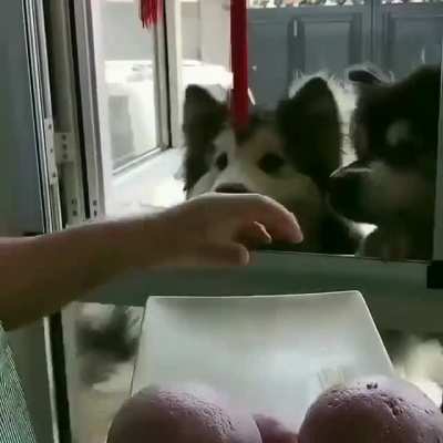 Tasty Buns