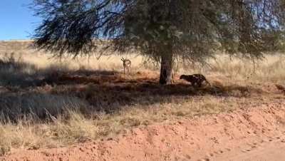 Leopard stalks springbok