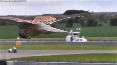 ? Northern Harrier Using Wind And Thermals To Stationary Hover While Barely Using It's Wings