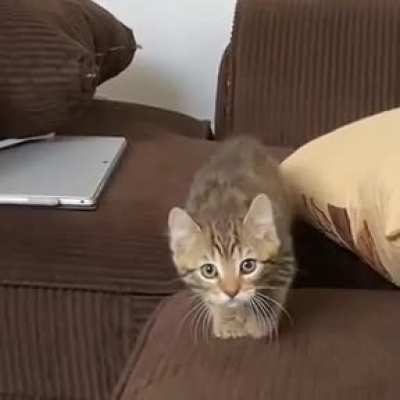 Illegal smol cat caught creeping!