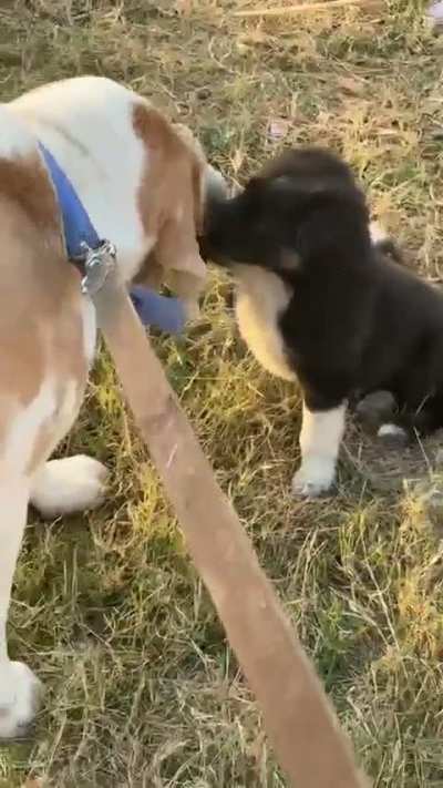 Blessed by a Pup