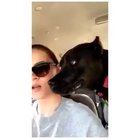 Dogs are cool