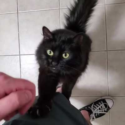 Feline's greetings