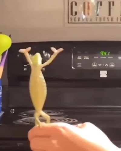 Chameleon's reaction to seeing bubbles for the first time..???