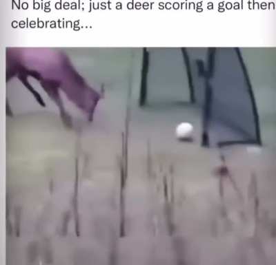 Wonderful celebration of the goal?