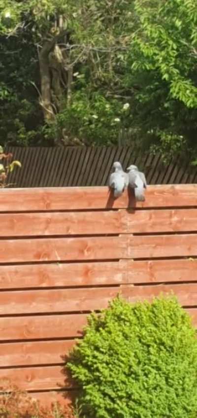 Actual "Love Birds" in my garden.