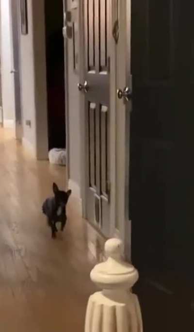 How the legs move when the dog walks
