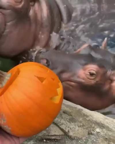 ? Fiona the Hippo and her baby munch on jack-o'-lanterns at the Cincinnati Zoo