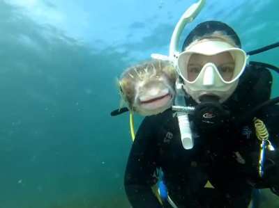 Friendly pufferfish wants to show up on the Selfie.