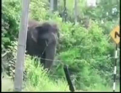 This elephant disrupting the electric fence to cross the road.