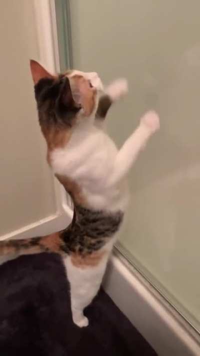 Cat comercial