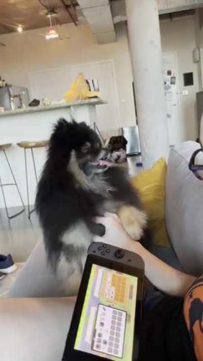 No games, only pets.