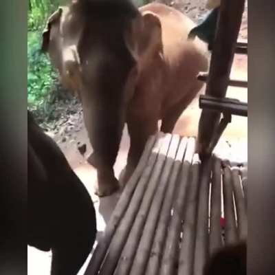 HMC while I kiss a big trunk