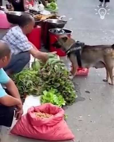 smart dog?