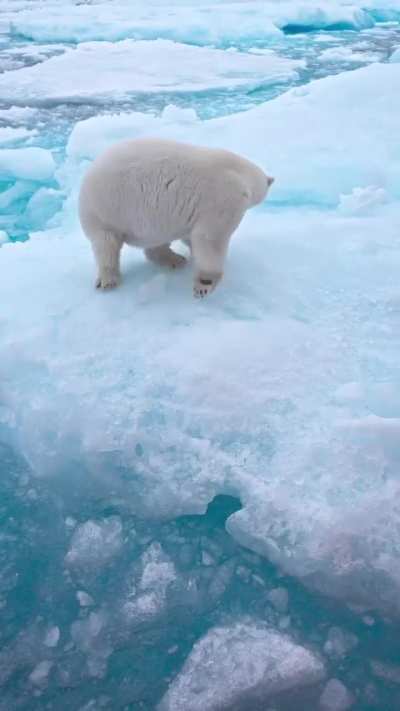 ?A very healthy looking female polar bear in the drift ice [OC]