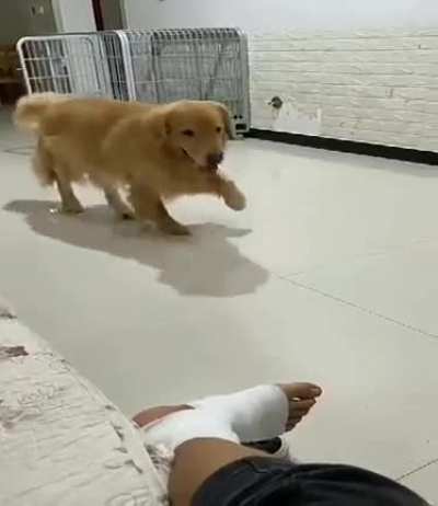 Dog with a sense of humor