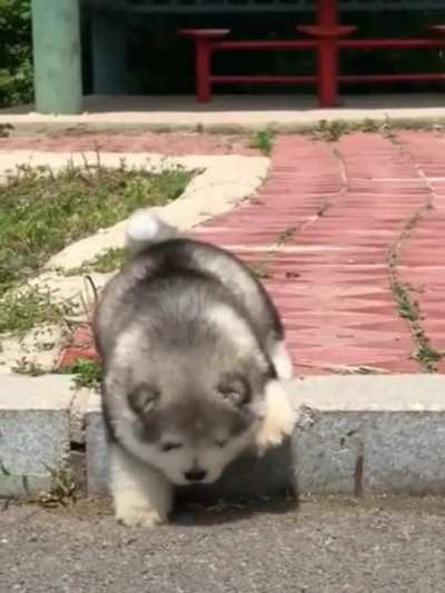 The single step won