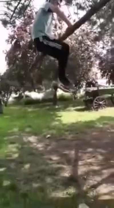 Never mess with the trees