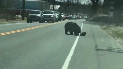 ? This momma bear trying her best to herd her cubs across a road ?