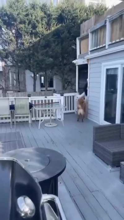 Dog is a savage for that ??