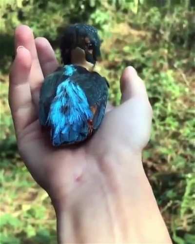 ? Kingfisher turning its Head