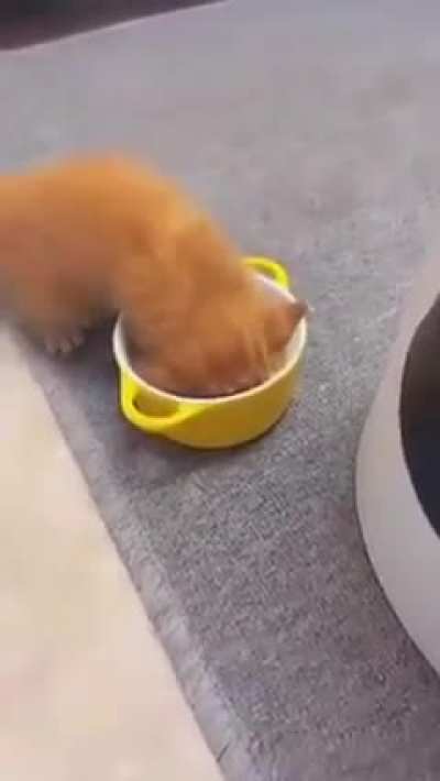 No sugar no bread added