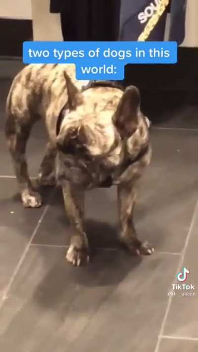 Didn’t miss a single beat, get this dog an album