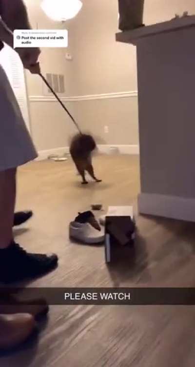 WCGW putting a cat on leash