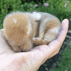 Here's what a handful of cuteness looks like