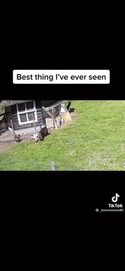 Farm animals sticking together ?