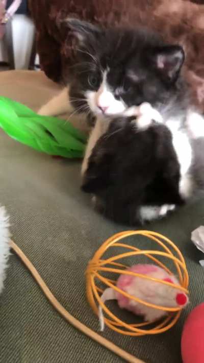 Ferocious Battle