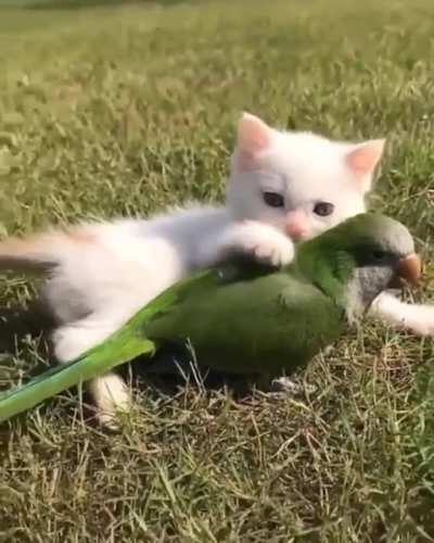 A felines feathered friend