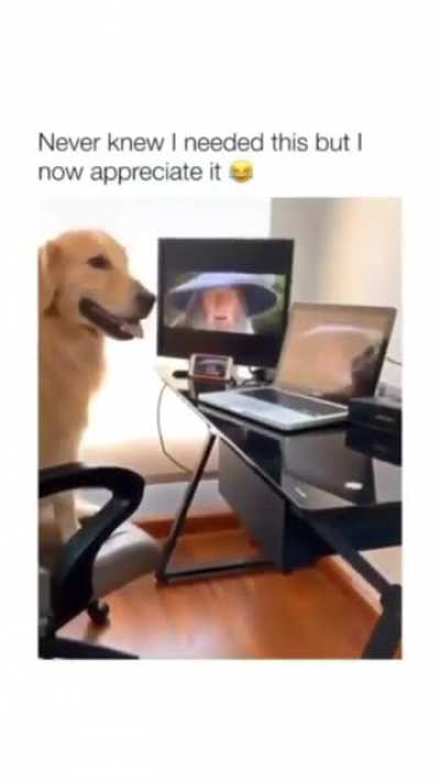 Gandawg is a vibe