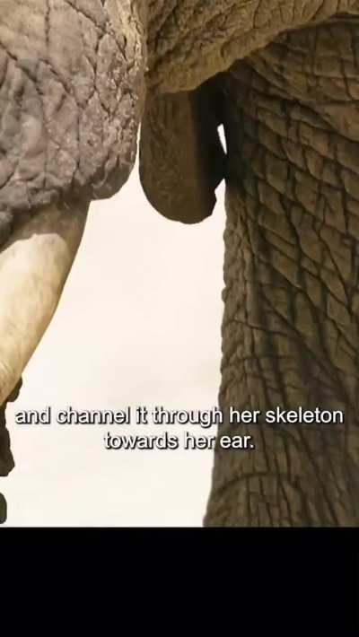 This is how elephants communicate from miles away. Fascinating