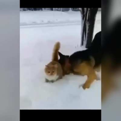Dog want all the smoke