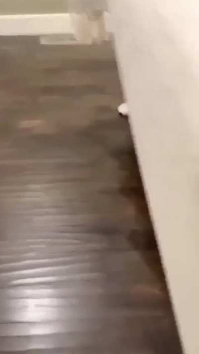 Meet Nova, the cutest sock thief ?