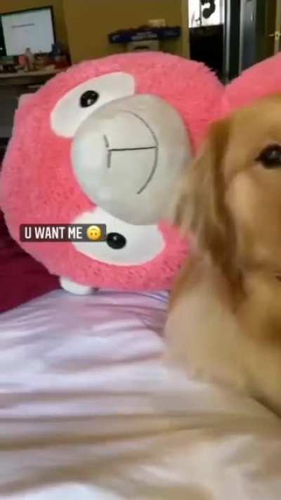 What da dog doin