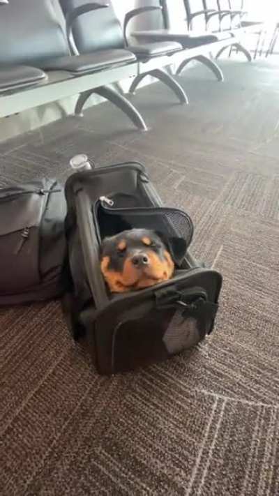 Meet my travel buddy: Miss Smooshy Face ?