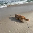The beach rescue
