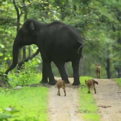 ? Female elephant chases away a pack of 13 Dholes that got too close to her herd which included two newborn calves - Kabini Forest, India